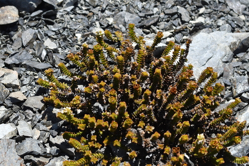 Veronica epacridea, photograph 3