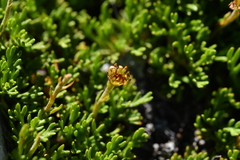 Leptinella pyrethrifolia