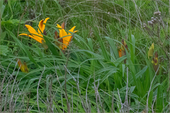 Hemerocallis middendorffii