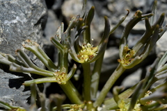 Lignocarpa carnosula