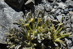 Lignocarpa carnosula