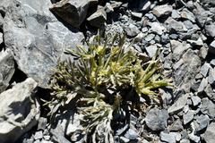 Lignocarpa carnosula