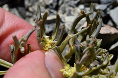Lignocarpa carnosula