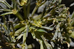 Lignocarpa carnosula