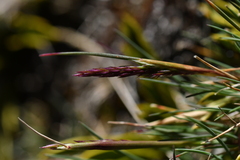 Agrostis muelleriana