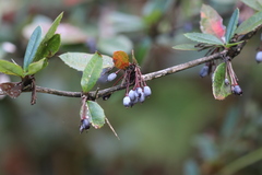 Berberis julianae