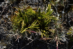 Aciphylla monroi