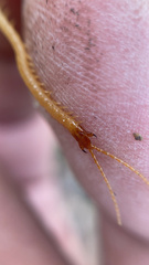 Geophilus flavus