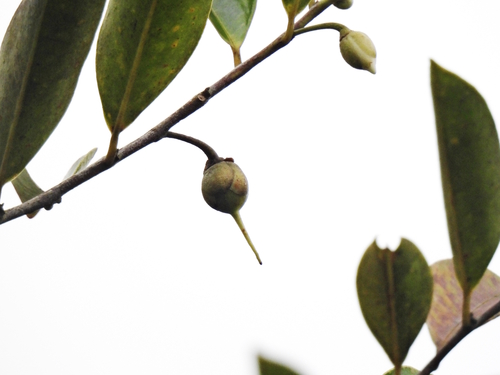 Image of Adinandra dumosa by (c) Samuel Lee, some rights reserved (CC BY)