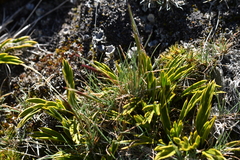 Agrostis muelleriana