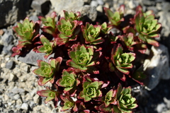 Epilobium pycnostachyum