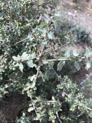 Quercus coccifera