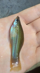 Xiphophorus hellerii