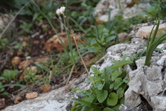 Valeriana italica
