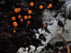 Hemitrichia calyculata