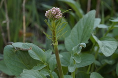Valeriana italica