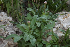 Valeriana italica