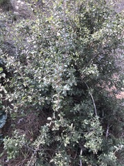 Quercus coccifera