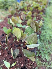 Hymenaea