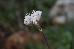 Valeriana italica