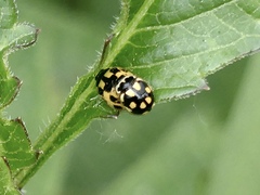 Propylea quatuordecimpunctata