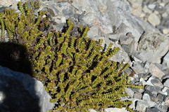 Veronica epacridea
