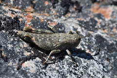 Brachaspis nivalis