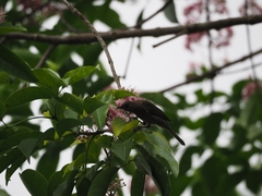 Myzomela obscura