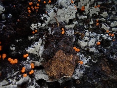 Hemitrichia calyculata