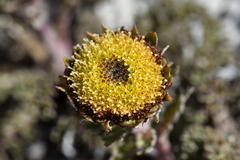 Leptinella dendyi, photograph (c) Christopher Stephens, some rights reserved (CC BY-SA)