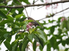 Myzomela obscura