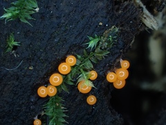 Hemitrichia calyculata