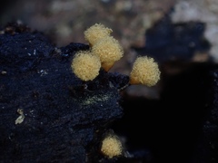 Hemitrichia calyculata