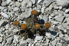Leptinella dendyi, photograph (c) Christopher Stephens, some rights reserved (CC BY-SA)