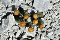 Leptinella dendyi, photograph (c) Christopher Stephens, some rights reserved (CC BY-SA)