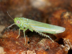 Cicadellidae