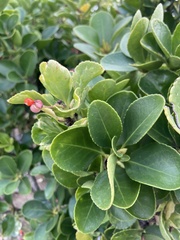 Euonymus japonicus