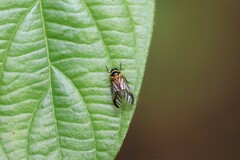Colsa costaestriga