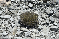 Lignocarpa carnosula