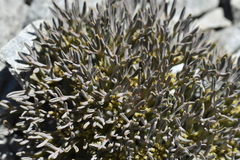Lignocarpa carnosula