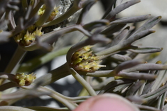 Lignocarpa carnosula