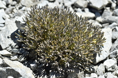 Lignocarpa carnosula