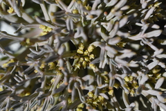 Lignocarpa carnosula