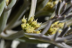 Lignocarpa carnosula