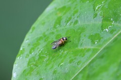 Colsa costaestriga