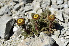 Leptinella dendyi, photograph (c) Christopher Stephens, some rights reserved (CC BY-SA)