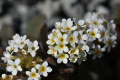 Myosotis traversii cantabrica