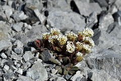 Myosotis traversii cantabrica