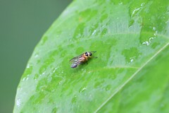 Colsa costaestriga