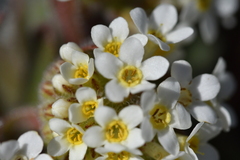 Myosotis traversii cantabrica